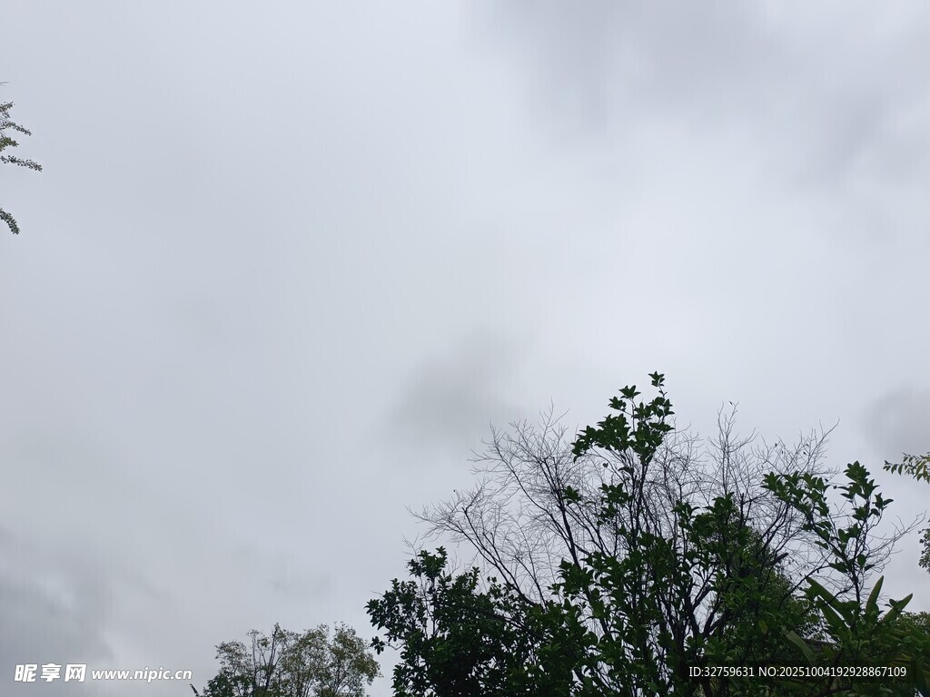 云霧中樹(shù)梢景象