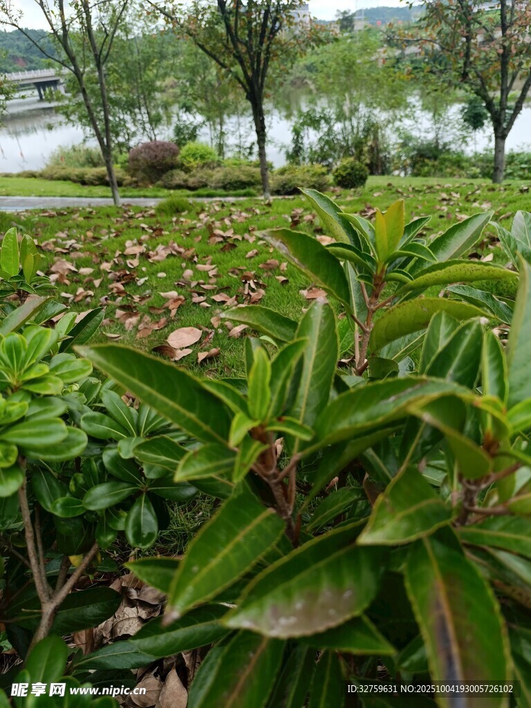 湖畔綠植景觀