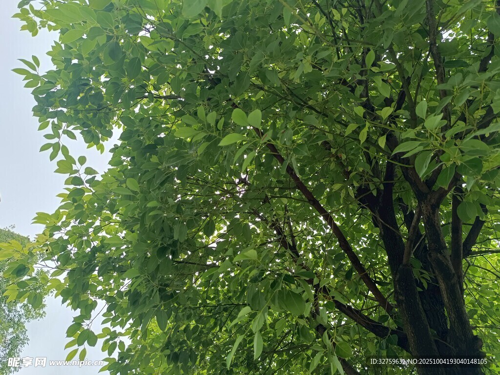 繁茂綠樹(shù)展現(xiàn)盎然生機(jī)