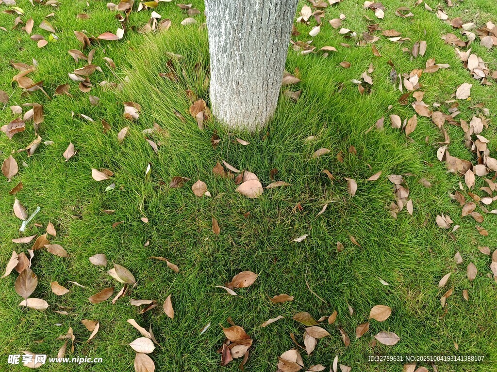 樹下草地落葉景象