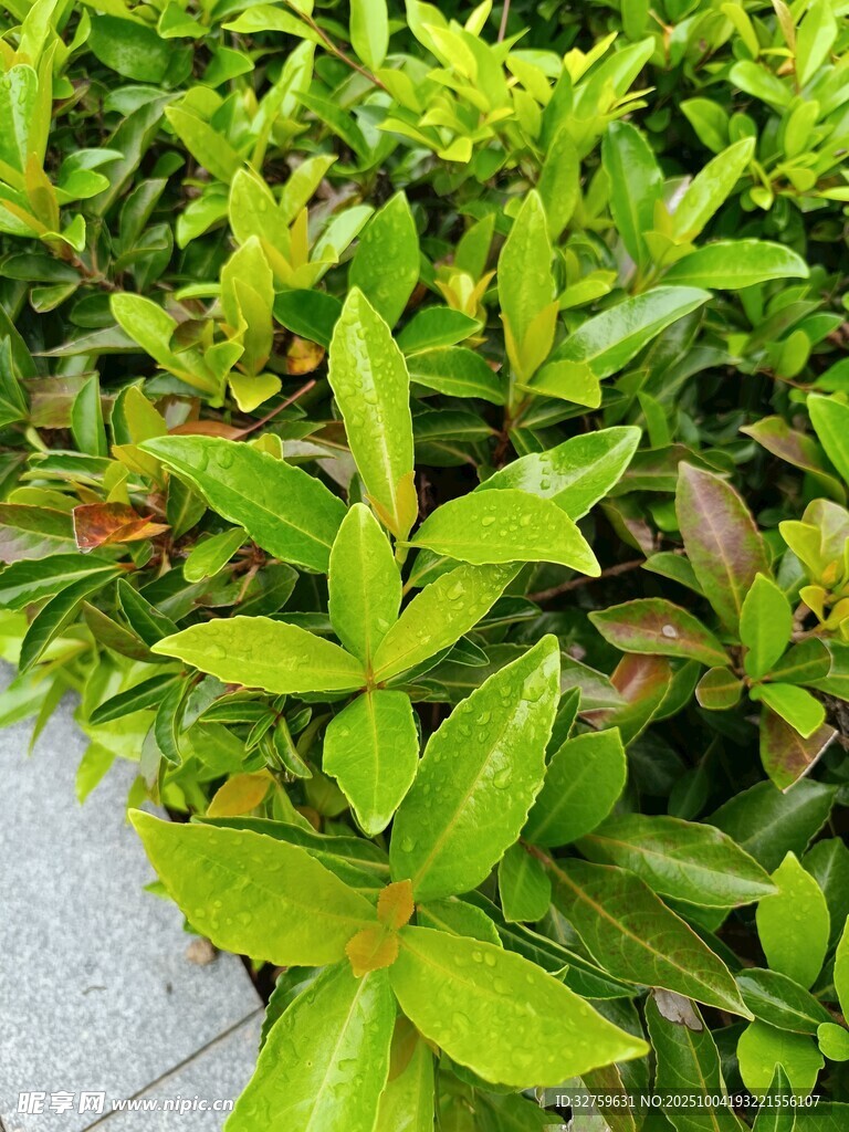 翠綠繁茂的生機植物