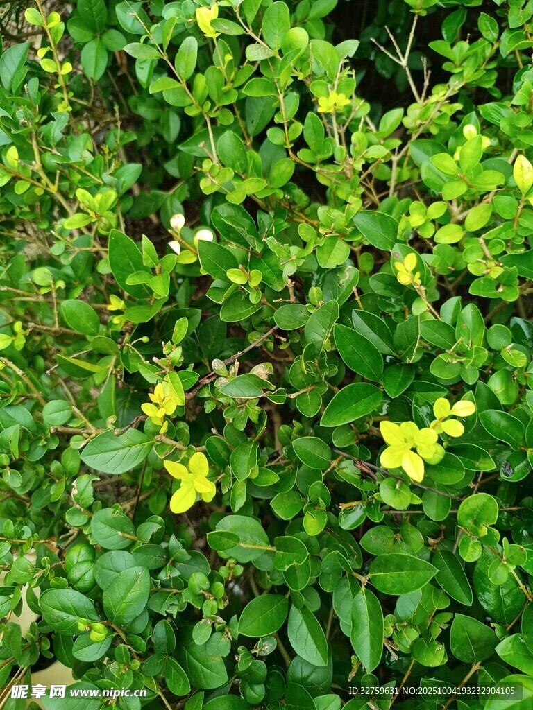綠葉間的黃色小花綻放
