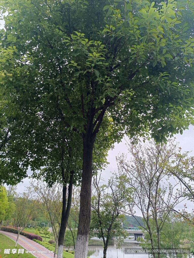 河畔綠樹成蔭的靜謐景致
