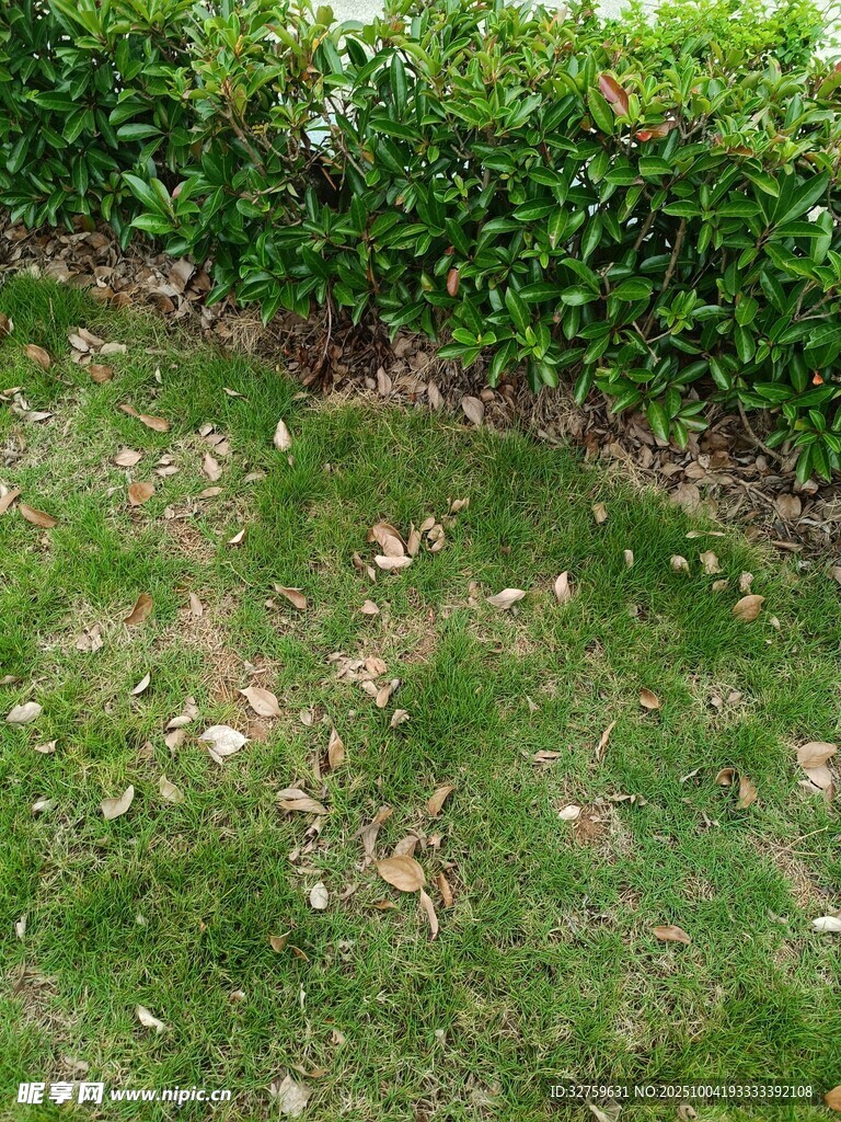 草坪與綠植環(huán)繞的角落