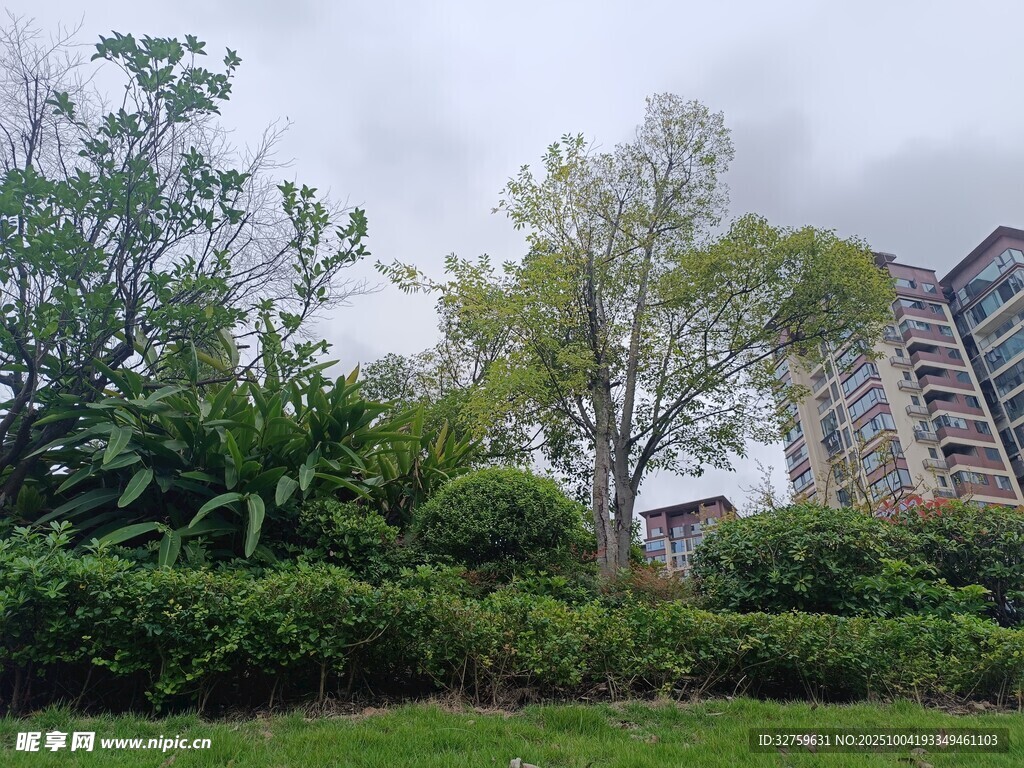 城市中蔥郁的綠植與建筑