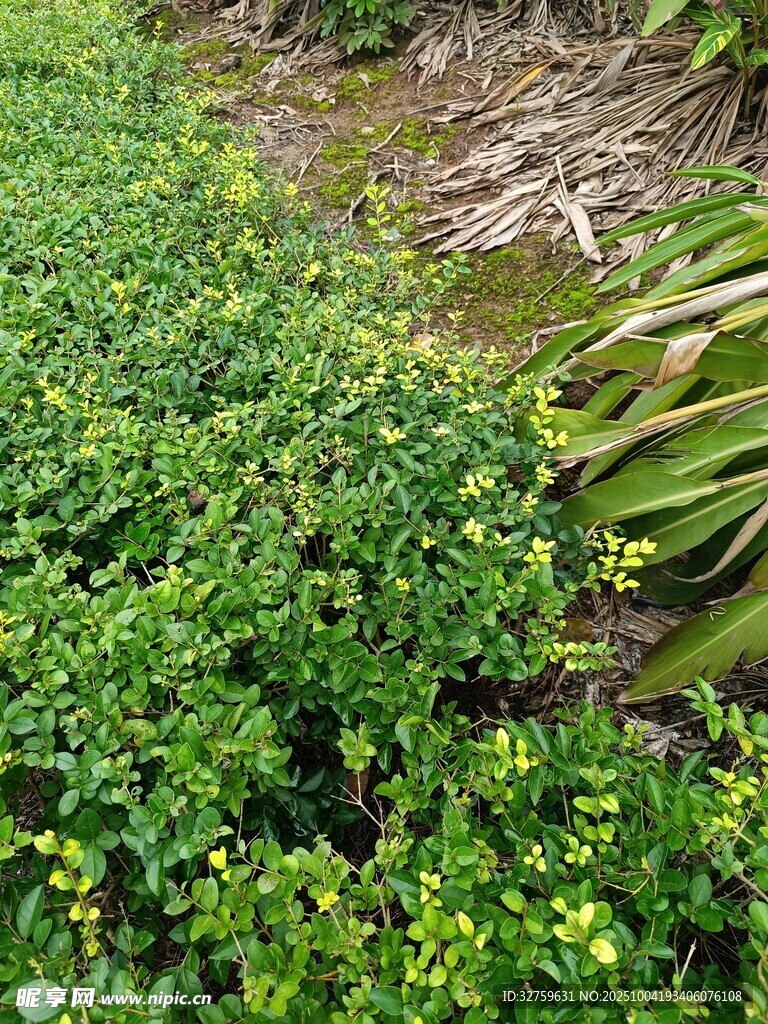 翠綠繁茂的地面綠植景觀