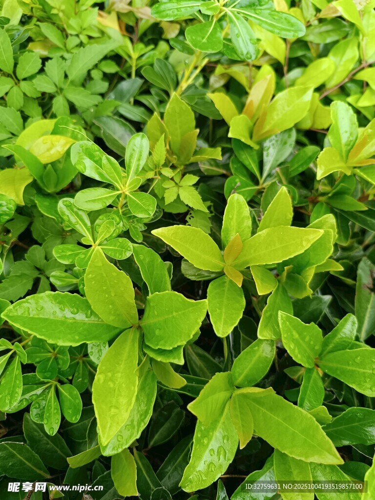 翠綠鮮嫩的蓬勃綠植