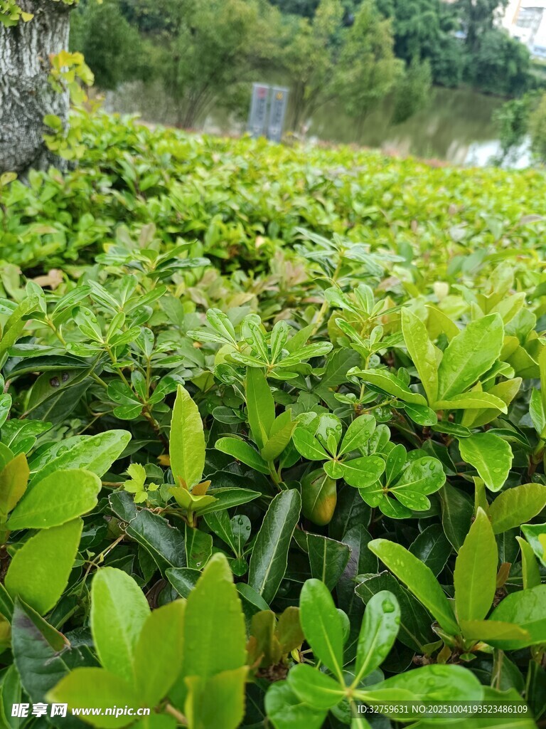 翠綠繁茂的地面綠植景觀