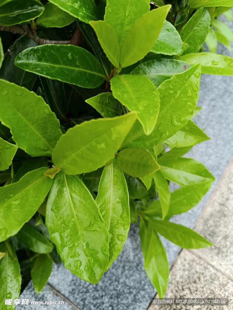 翠綠葉片的清新植物