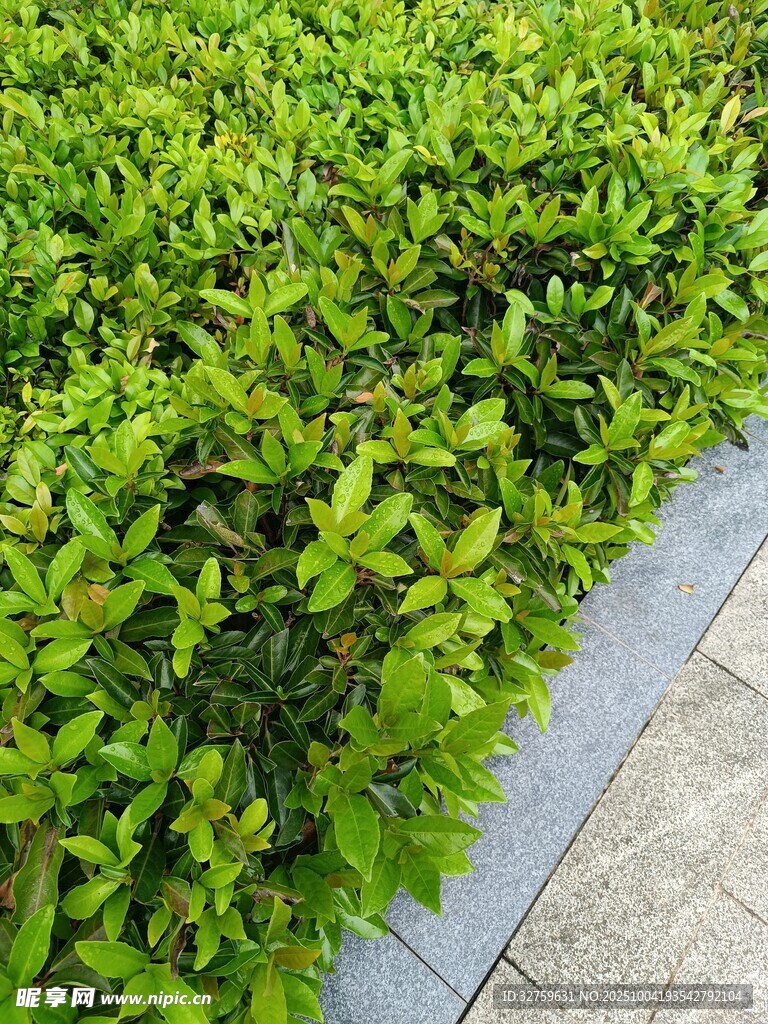 翠綠灌木與磚石路面景觀