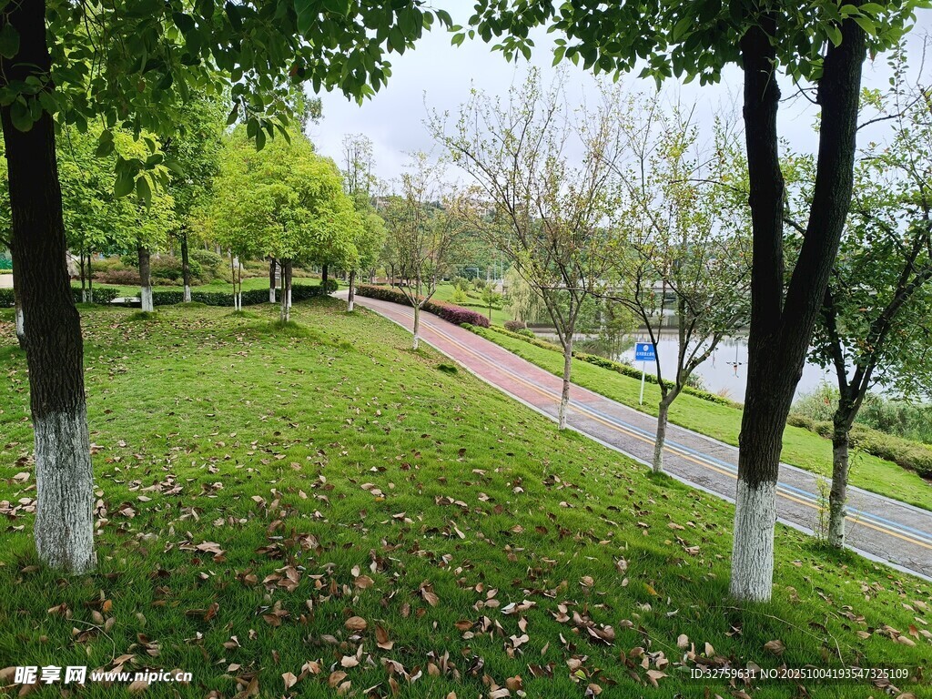 公園林蔭小道的清新景致
