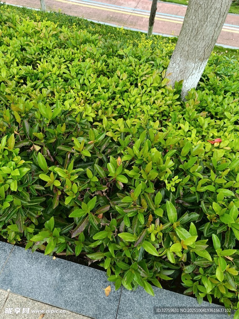 翠綠繁茂的低矮灌木叢