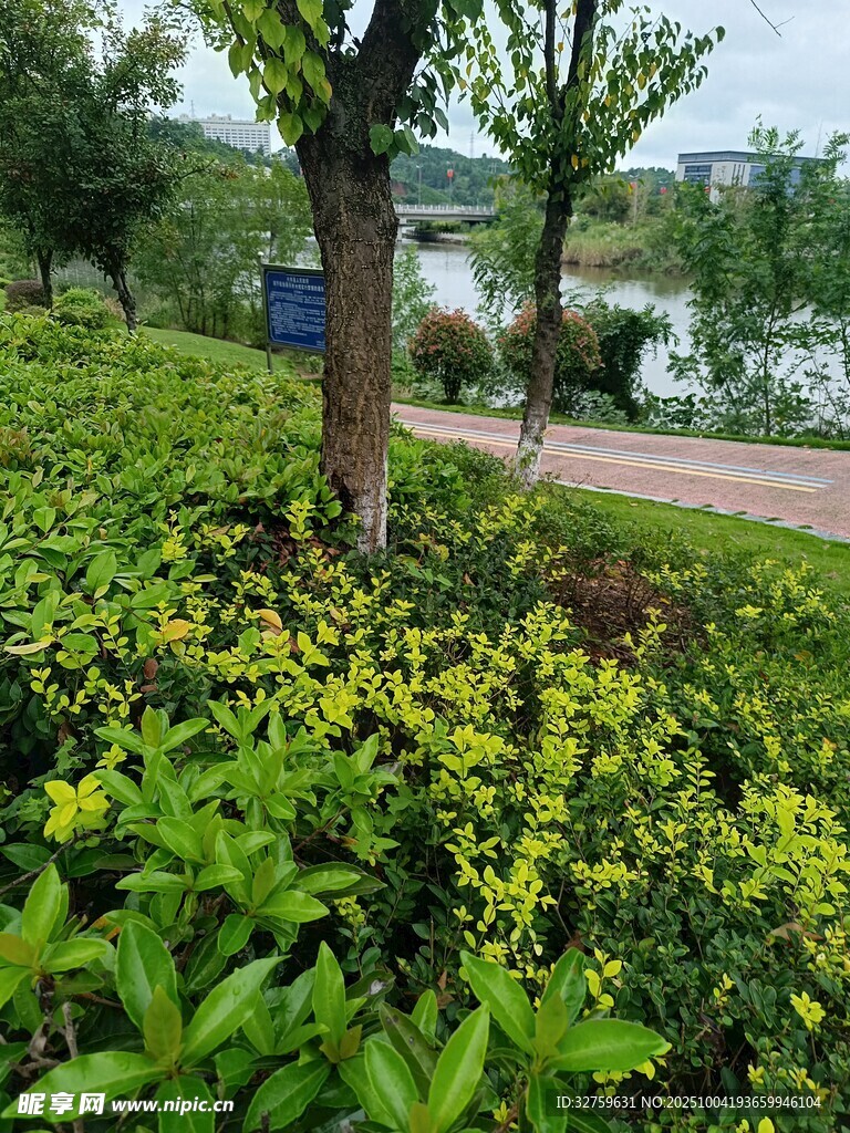 湖畔綠植景觀
