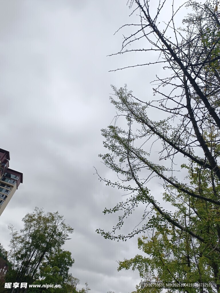 陰天樹枝與建筑物景象