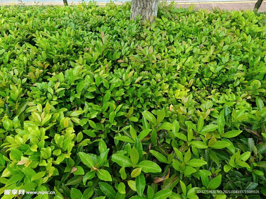 翠綠繁茂的灌木叢景觀