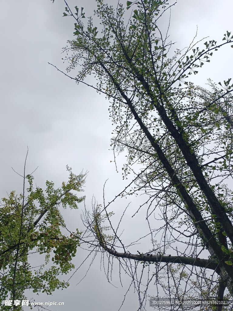 仰視天空中的樹木枝葉