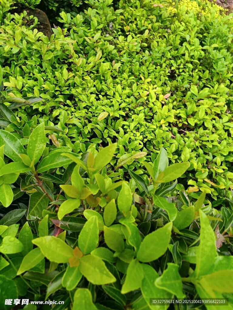 翠綠茂盛的叢生植物
