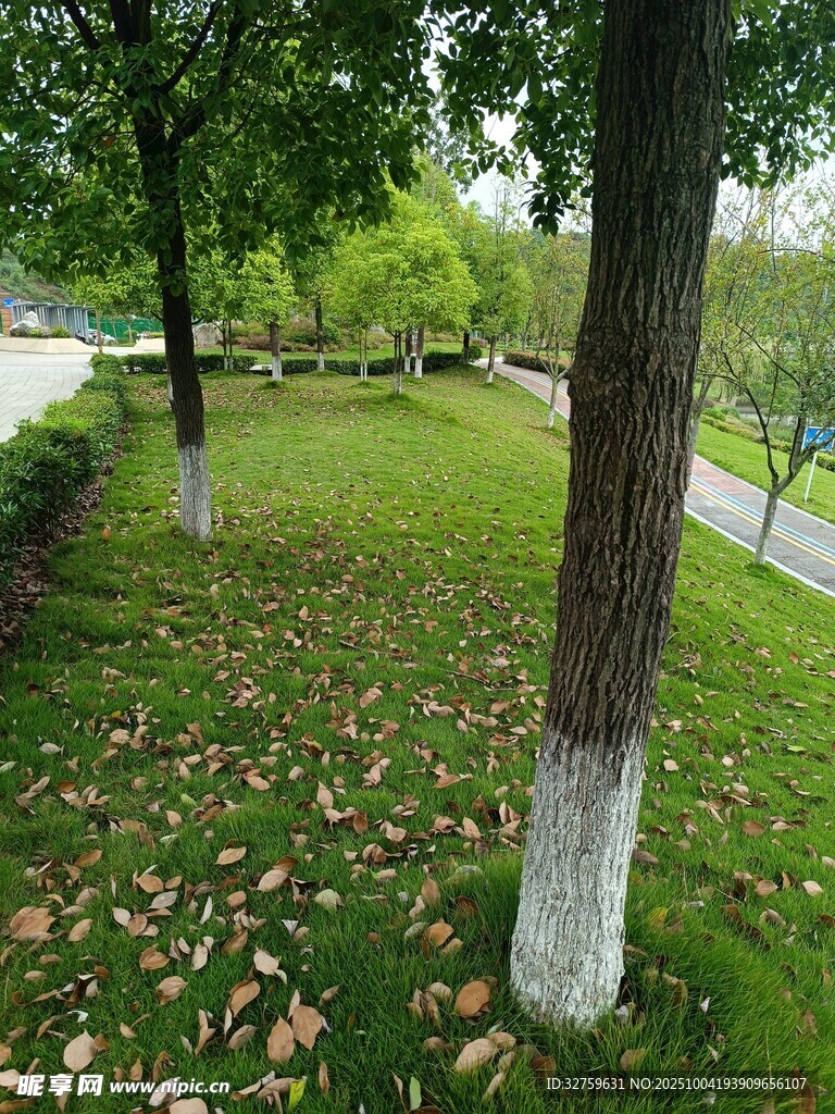 夏日林蔭草地景觀