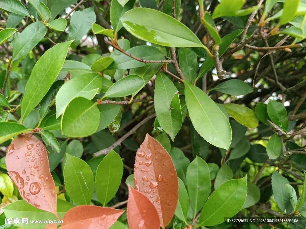 綠葉間的褐紅葉片
