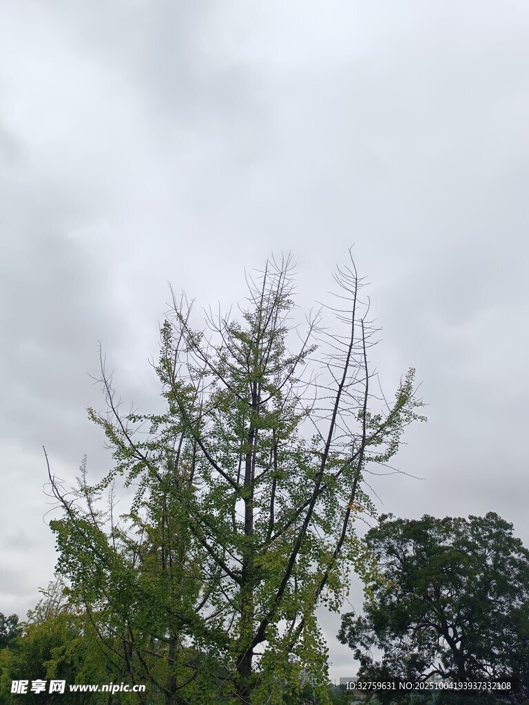 陰天中的挺拔樹木