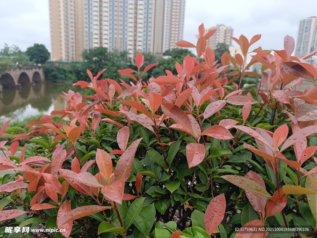 河畔紅葉綠植景觀