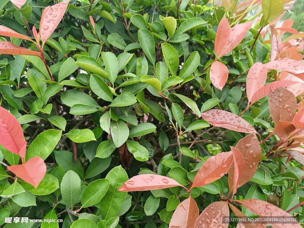 紅綠相間的多彩植物葉片