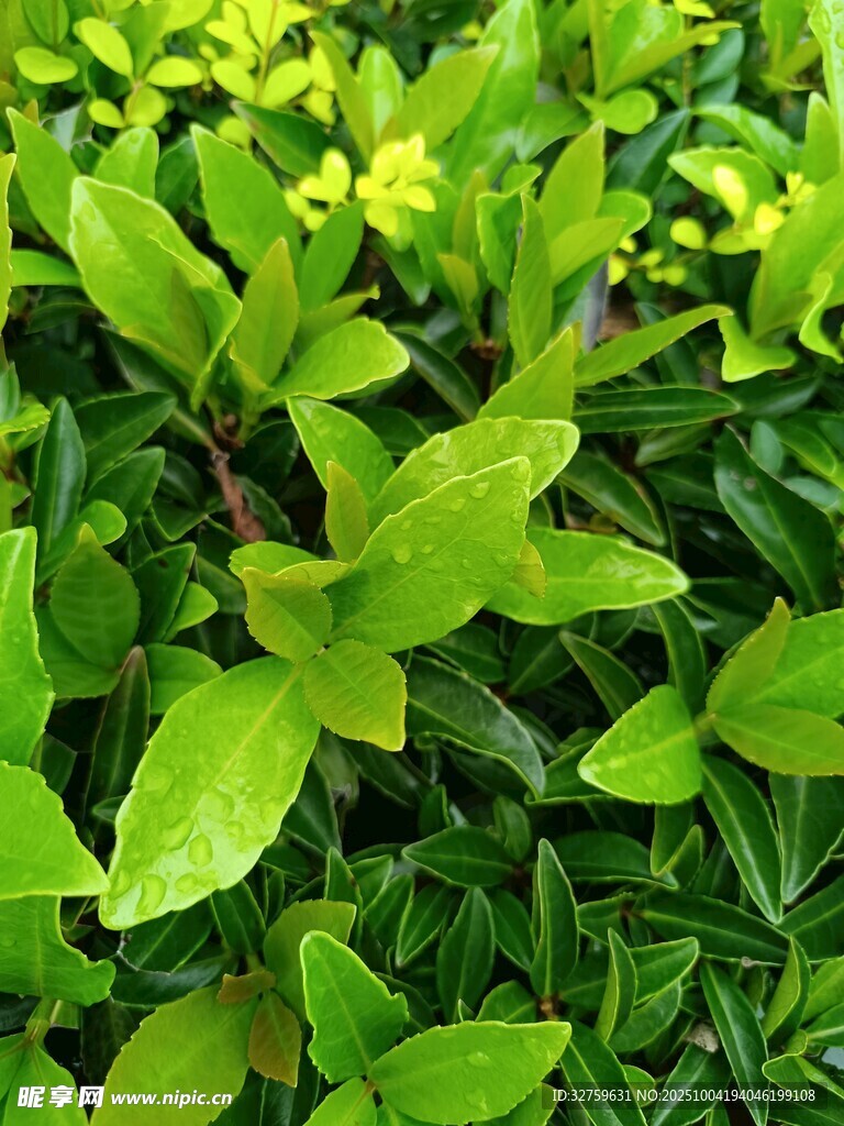 翠綠繁茂的生機(jī)植物