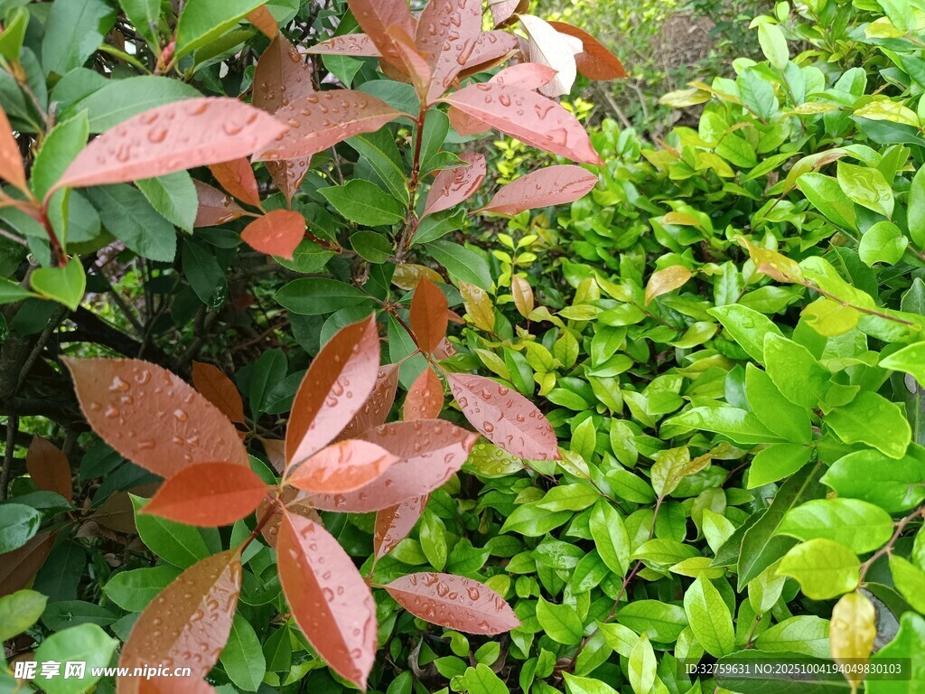 紅綠葉植物特寫