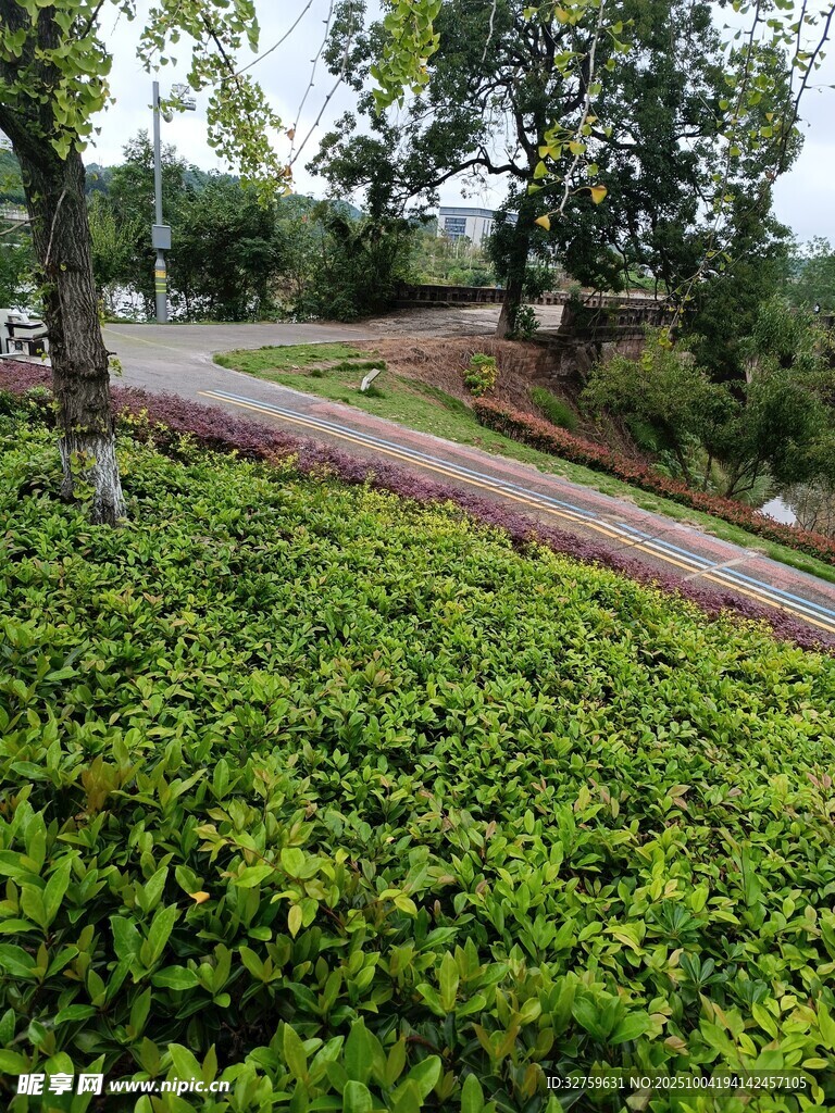 蜿蜒路旁綠意盎然的植被