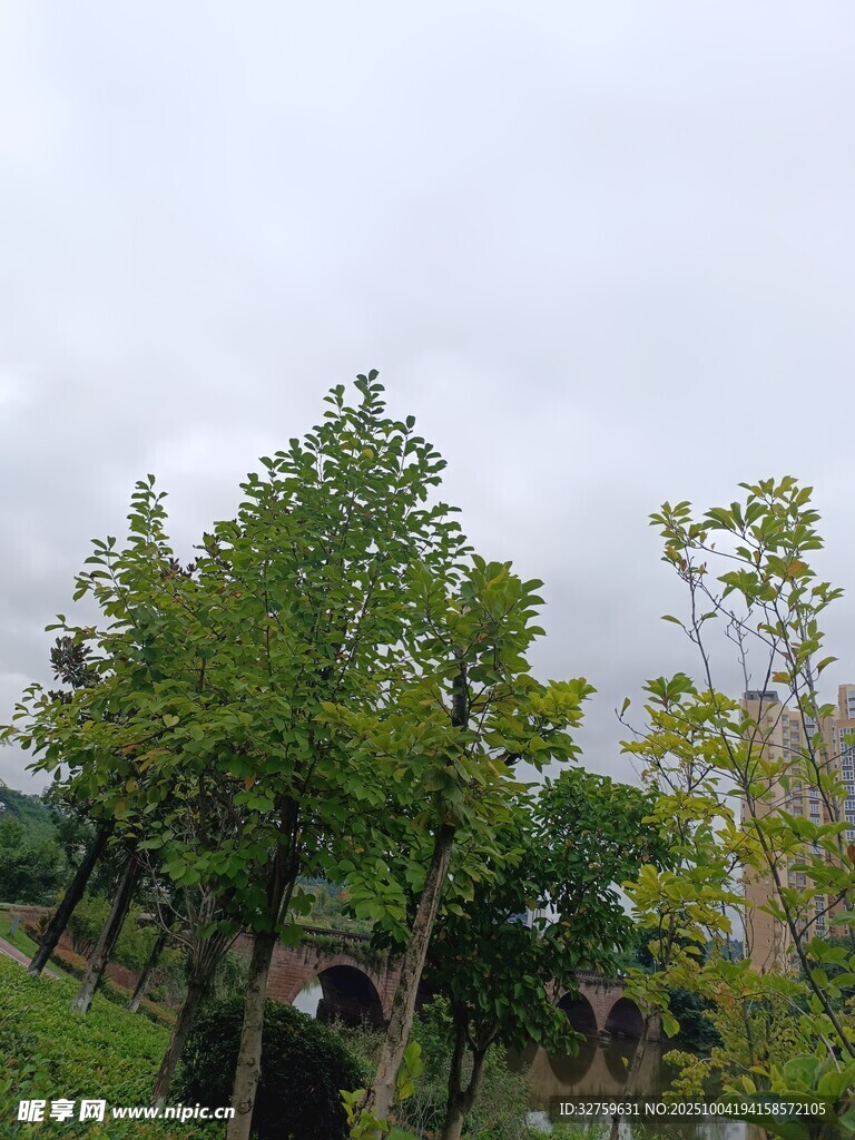 陰天中的蔥郁樹木景觀