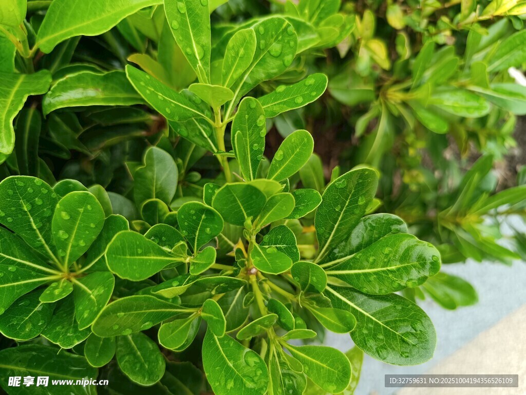 翠綠葉片的生機(jī)植物