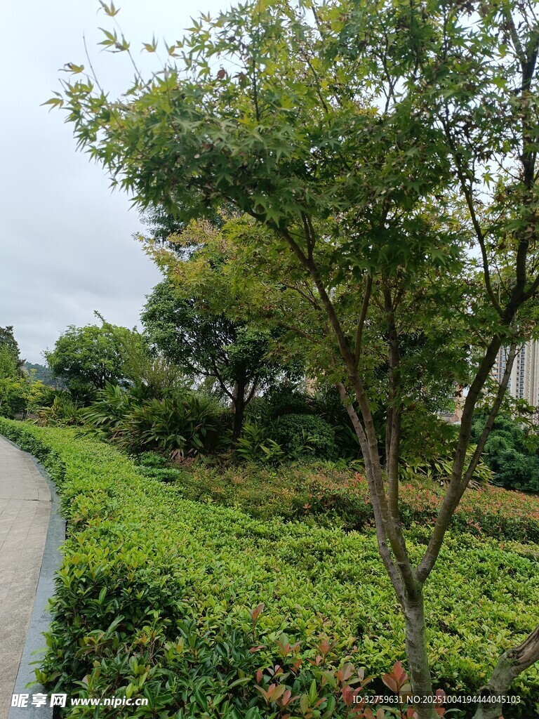 蜿蜒小徑旁的綠植景觀