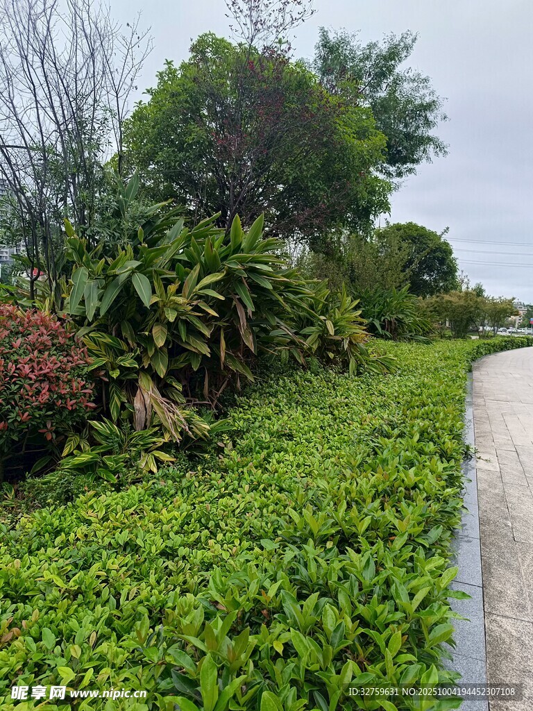 路邊繁茂綠植景觀