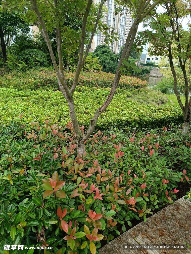 綠意盎然的園林植物景觀