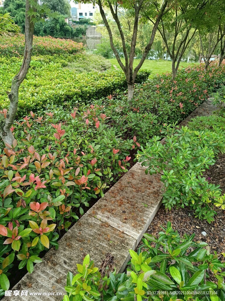 花園小徑旁的多彩綠植