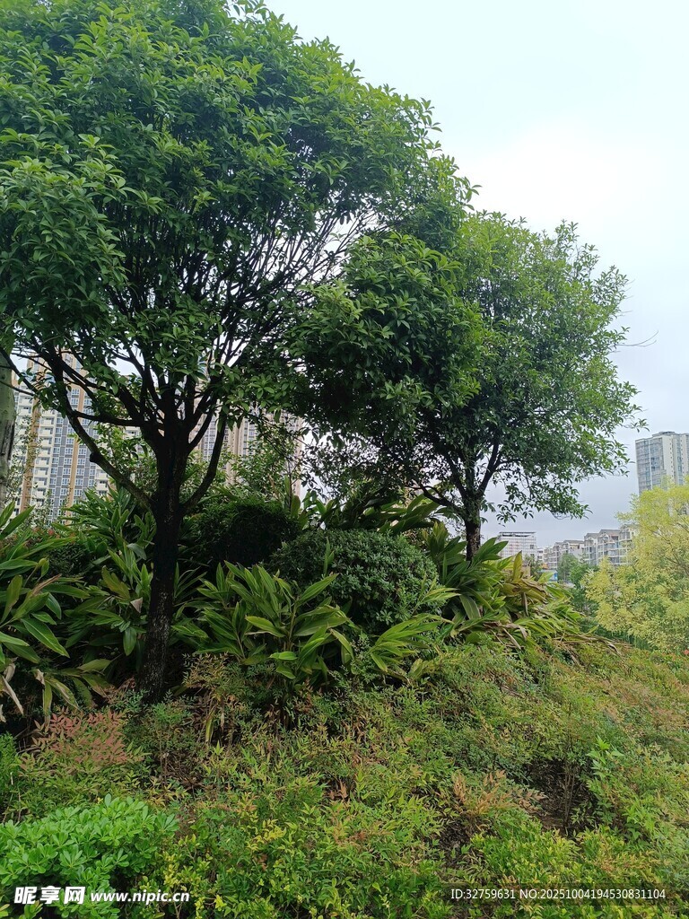 山坡上的蔥郁樹(shù)木