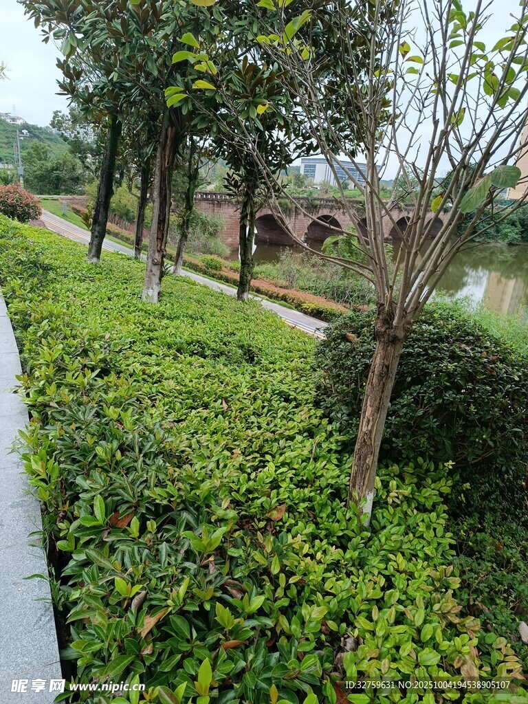 河畔綠植景觀