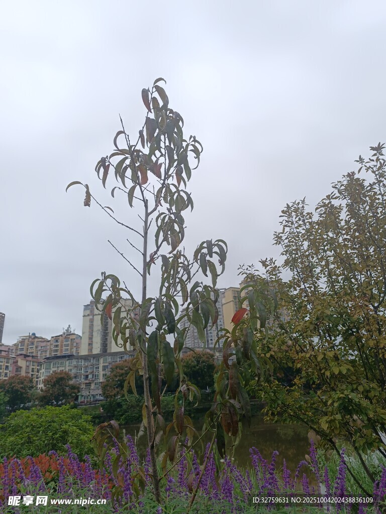 城市中多彩植物景觀