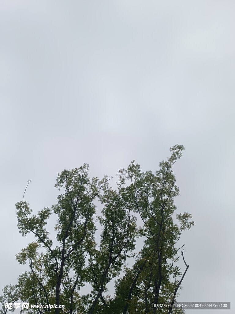 樹(shù)梢之上的灰白天空