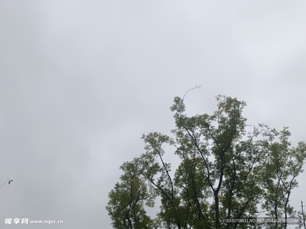 天空下的綠樹(shù)
