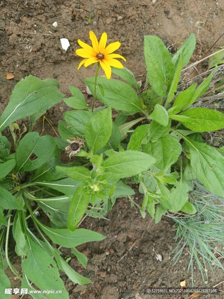 黃色小花綻放于綠葉間