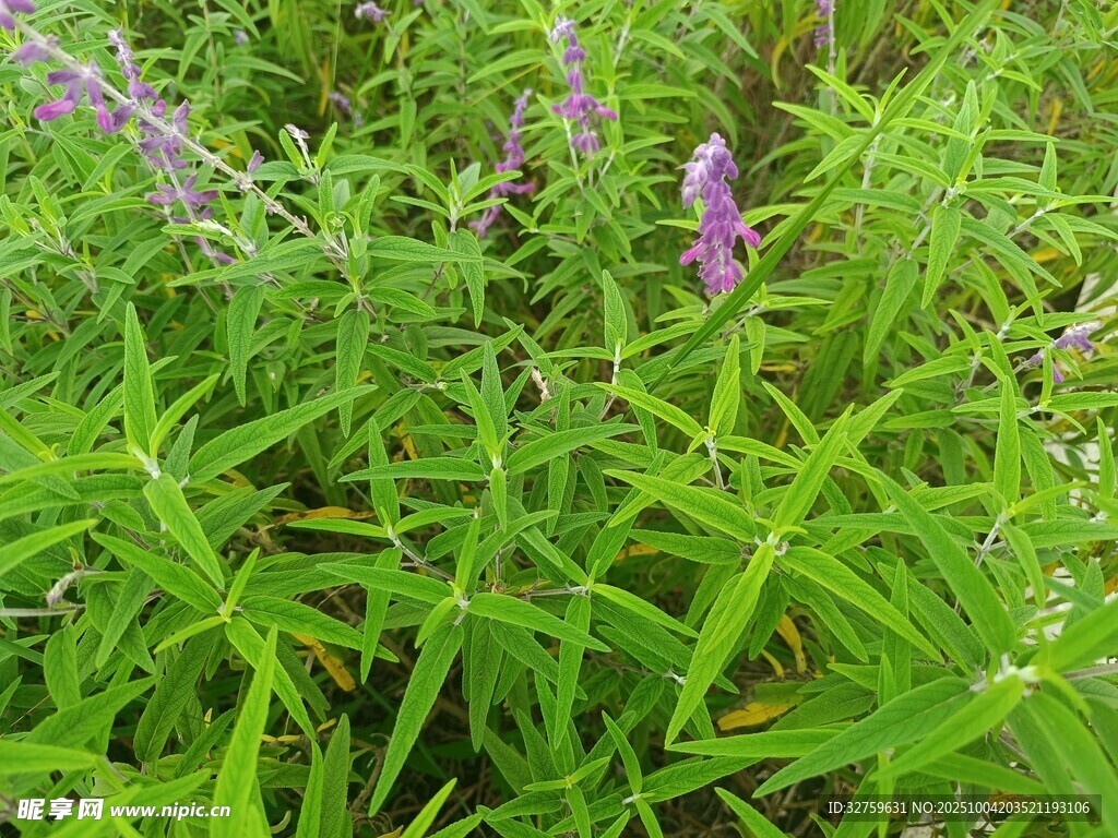 野外紫色小花與綠色植物