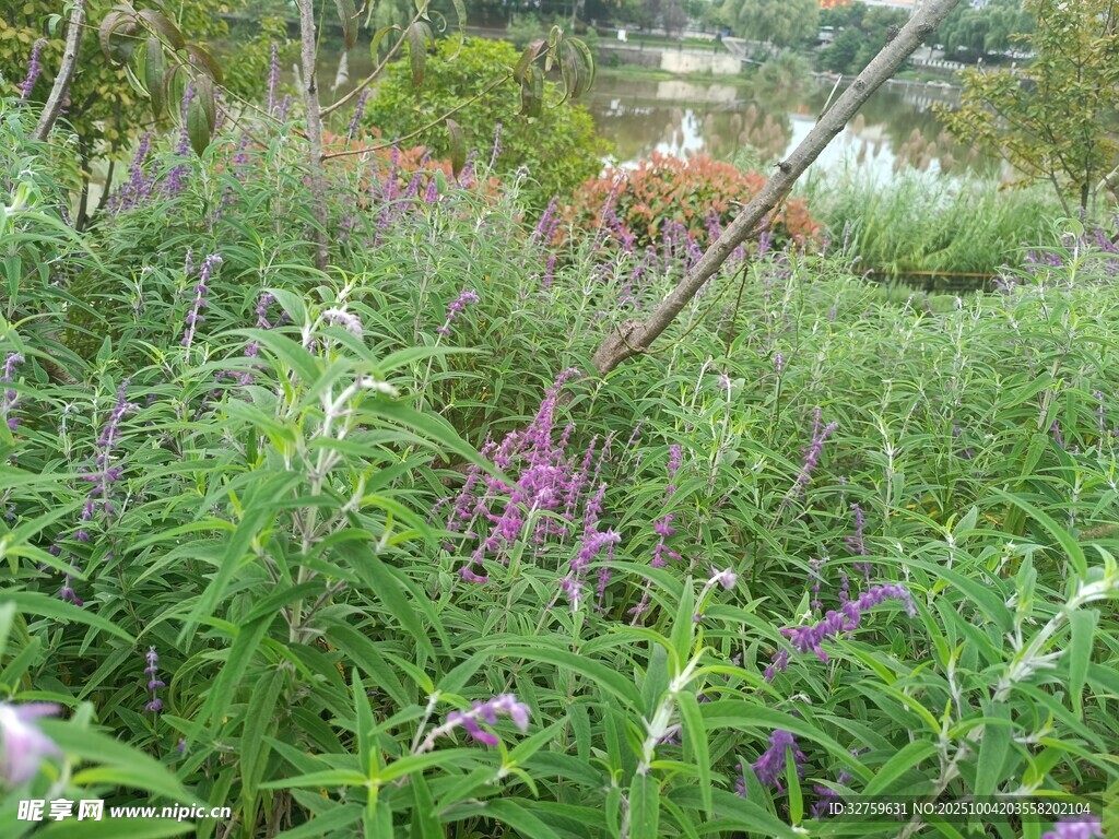 野外繁茂的紫色花草景觀