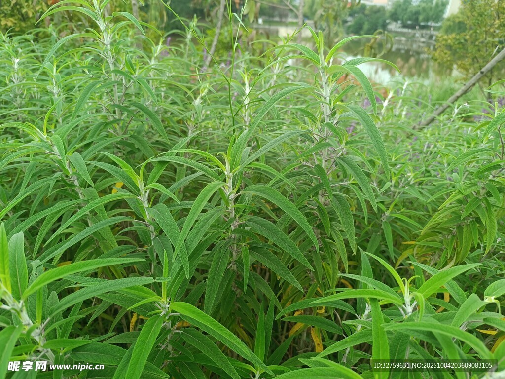 茂盛的綠色植物景觀