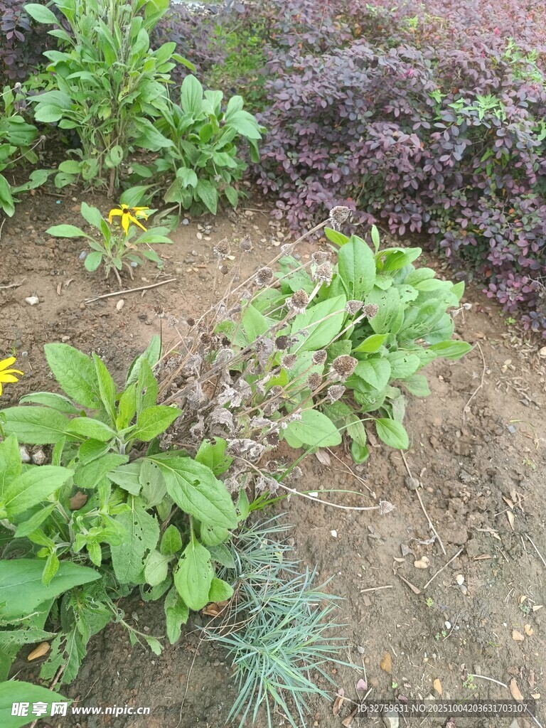 花園中的多樣綠植花卉