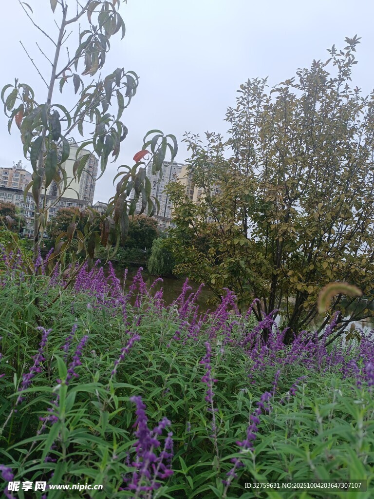 紫色花叢中的自然景致