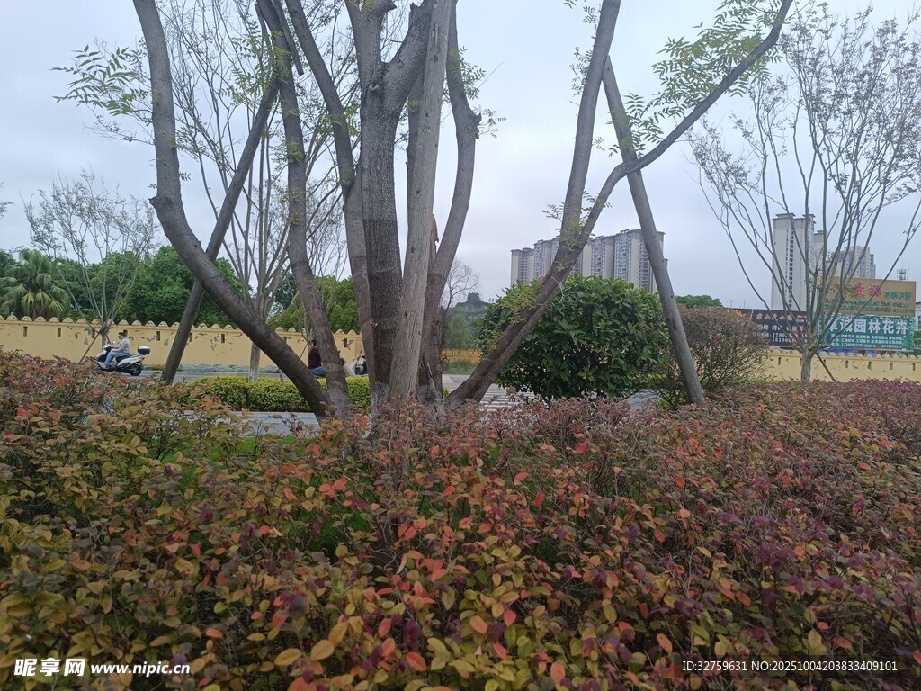公園中的樹木與多彩植被