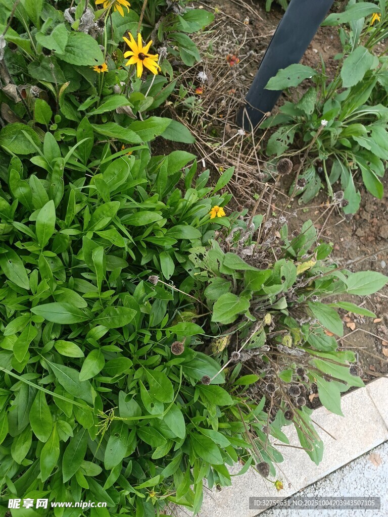 綠葉叢中的黃色小花