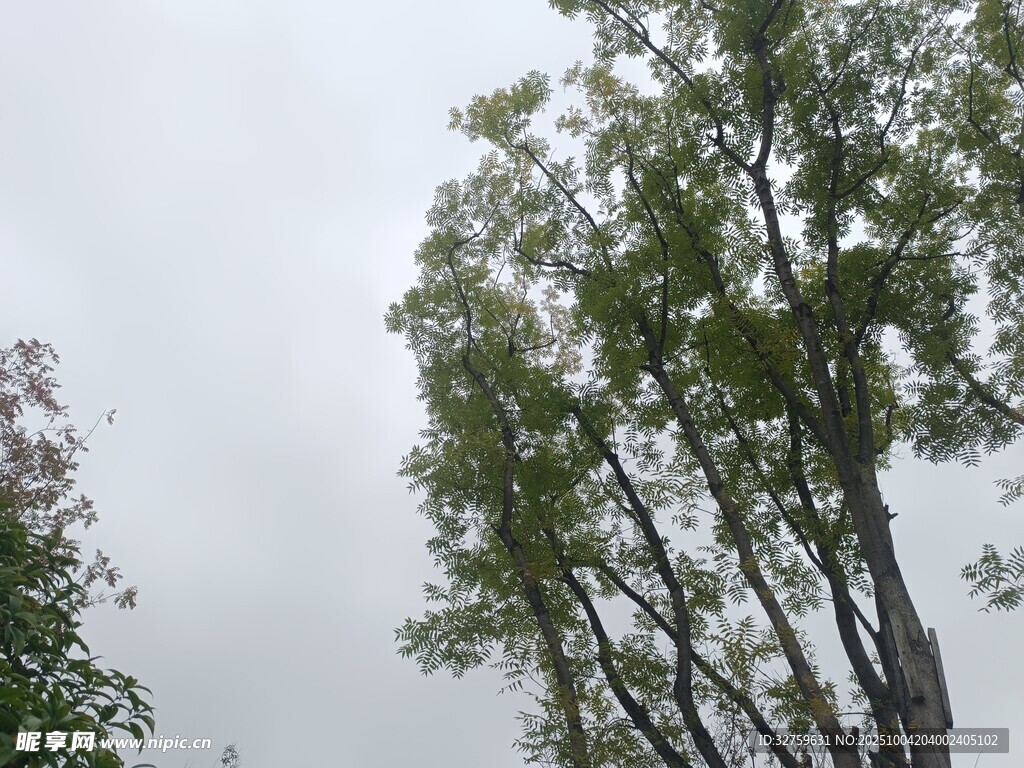 陰天中的綠樹