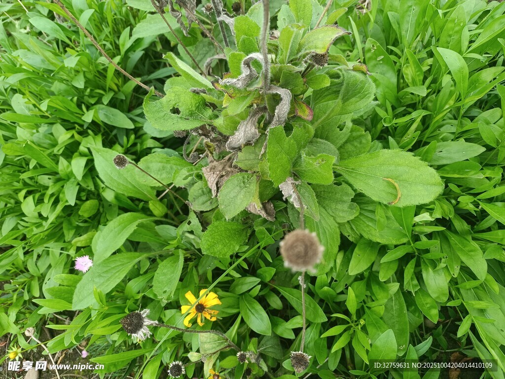 綠葉叢中的黃色小花